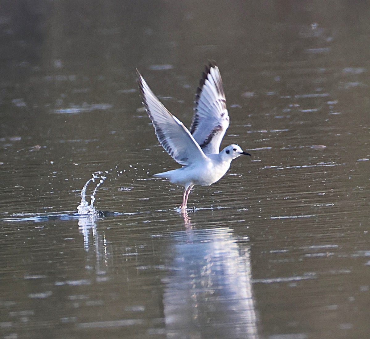 phil cheeseman tweet media