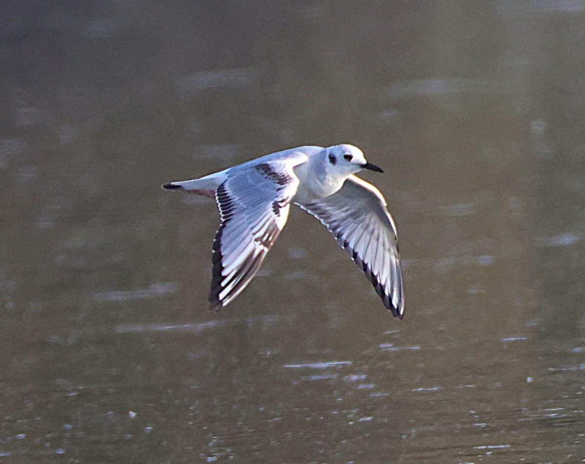 phil cheeseman tweet media