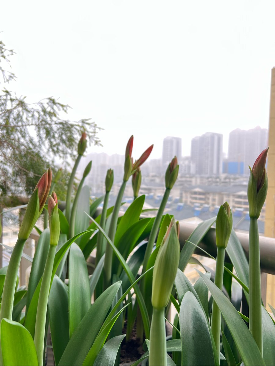 testosterone natural tweet media