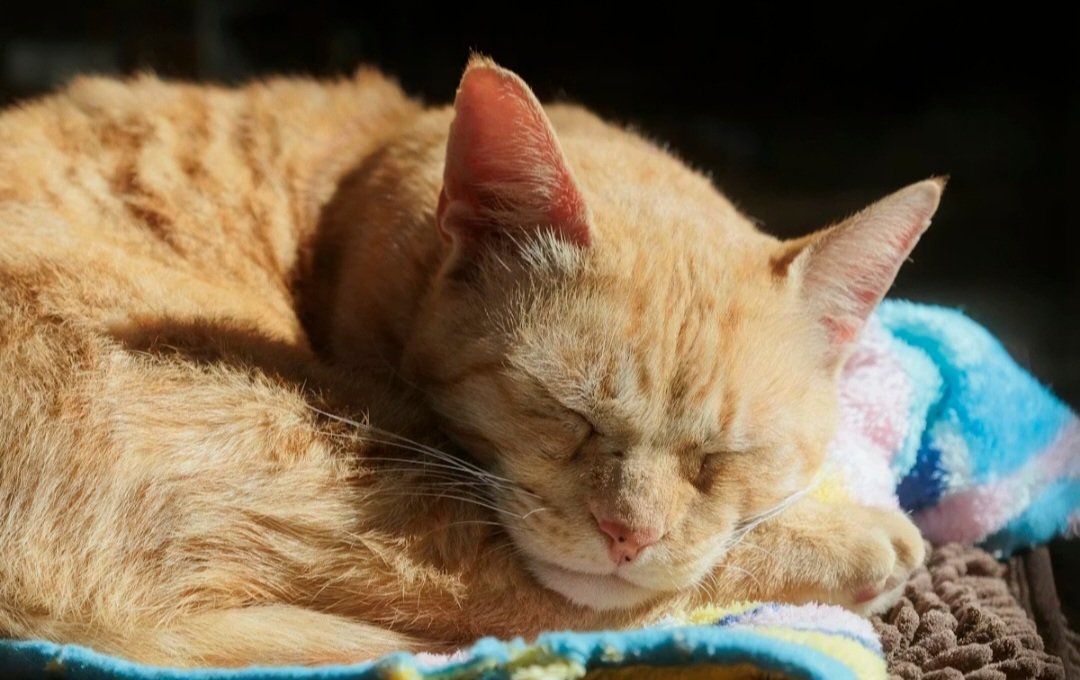 Gladstone 🇺🇦 tweet media