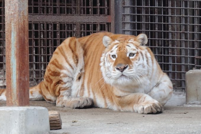 Алексей Петрович проверяет форму Земли tweet media