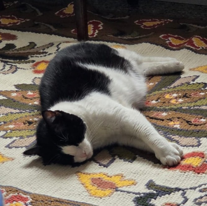 loló farofa tweet media