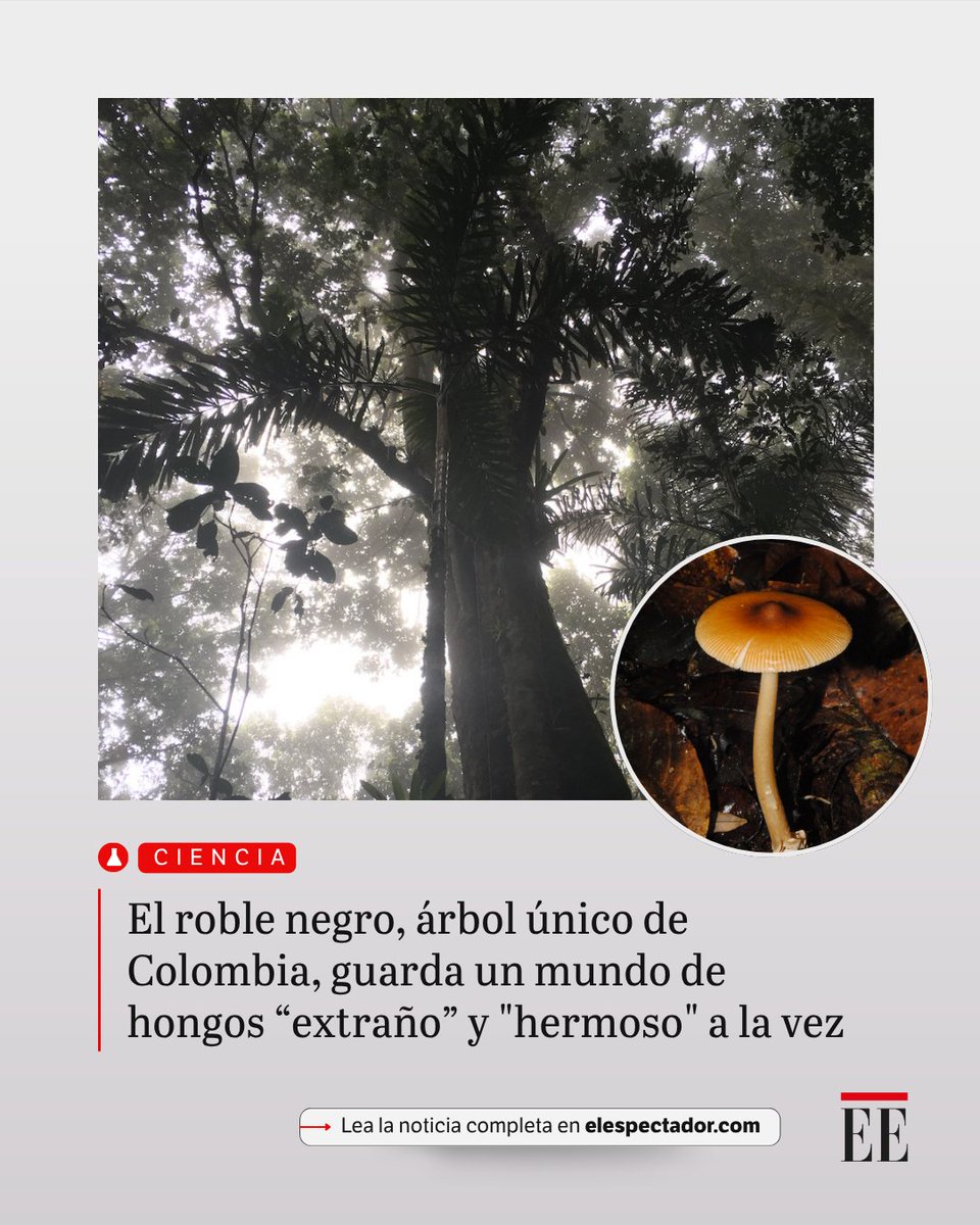 Científicos han estimado que unas 700 especies de hongos podrían estar asociadas a él.👉 trib.al/y6KwqjK