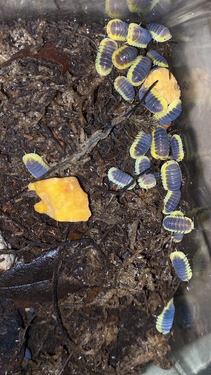 NewtTheCheezeboi🧀Comms still open!! tweet media