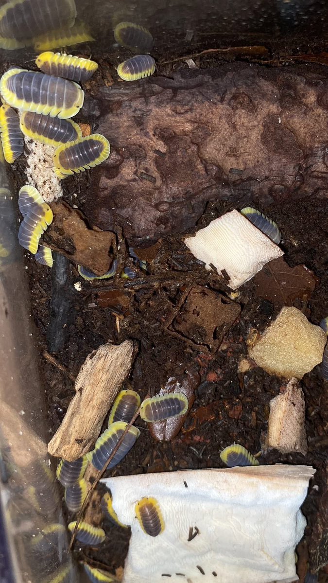 NewtTheCheezeboi🧀Comms still open!! tweet media