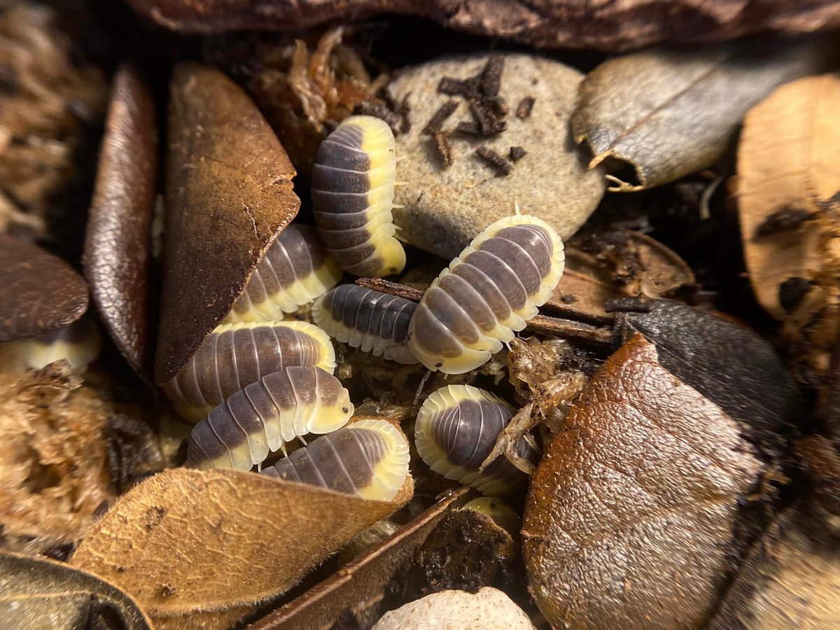 NewtTheCheezeboi🧀Comms still open!! tweet media