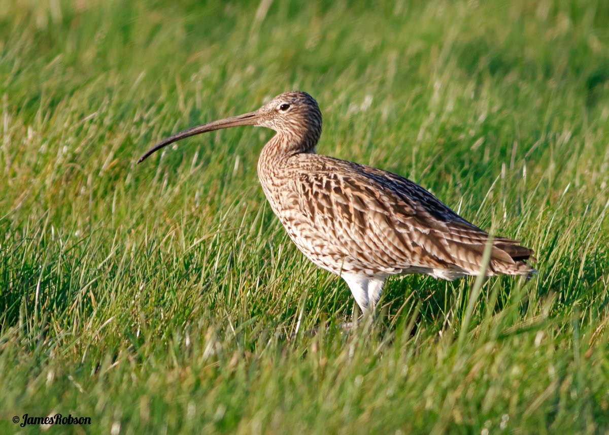 James Robson tweet media