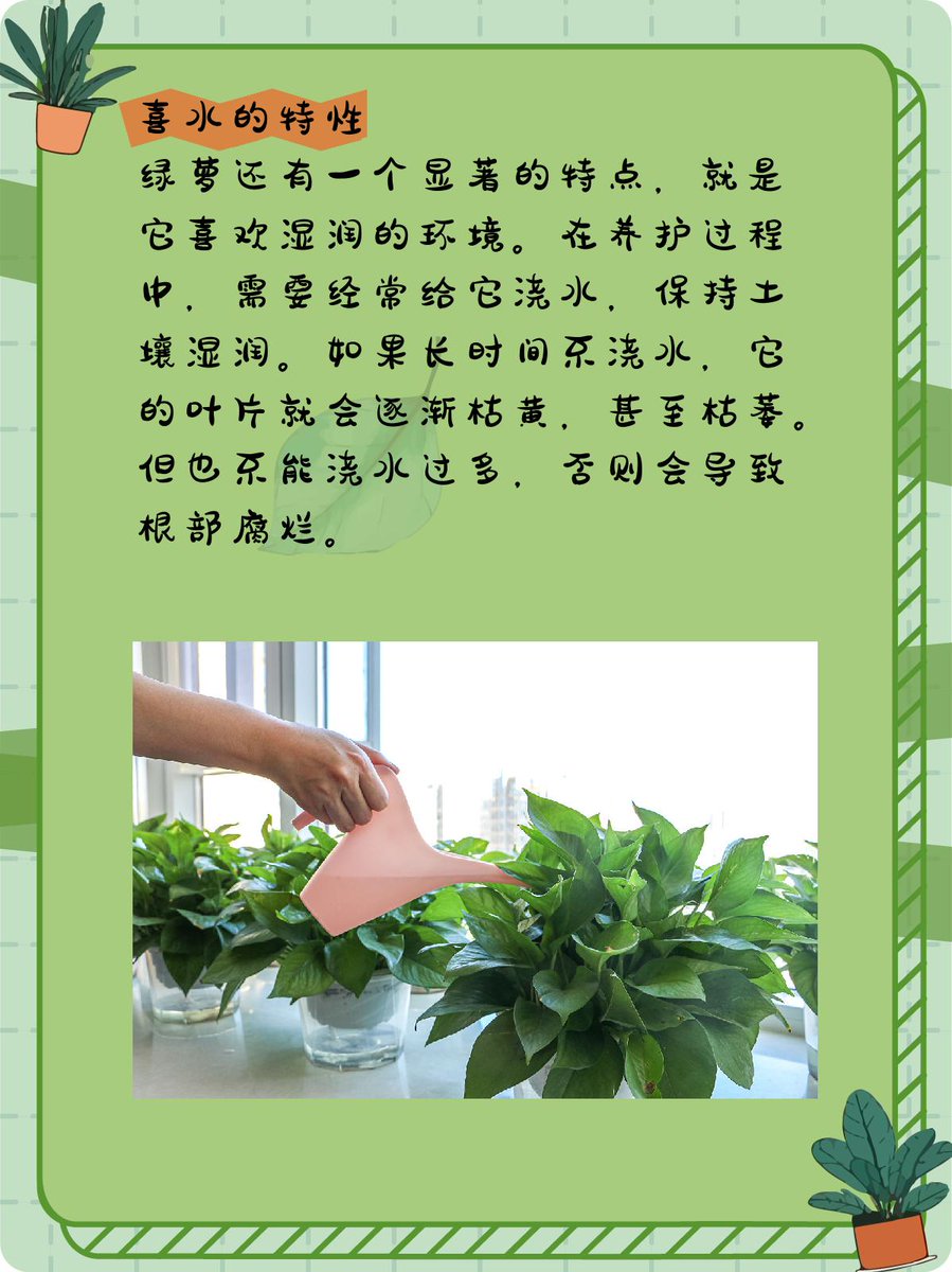 bpp1944's tweet photo. 5秒get绿萝新手技巧 ｜ ① 避免阳光直射（叶片易焦）② 盆土微干再浇水（戳土1cm干了就浇）③ 每月1次稀释液肥（春秋生长季） 新手也能养爆盆！ https://t.co/CYLgztpxsd