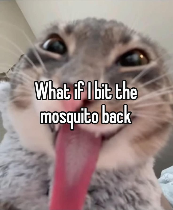 Cat Posted (@catposted) on Twitter photo 