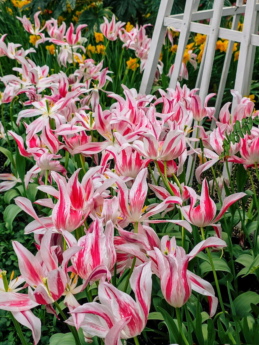 DestCharming's tweet image. Tulips don't bloom in a rush.  They bloom when the time is right...just like you. 🌷🌷🌷
The gorgeous Tulip 'Marilyn' brings the wow factor to my spring garden!
destinationcharming.com 
#tulips #flowerphotography #flowers