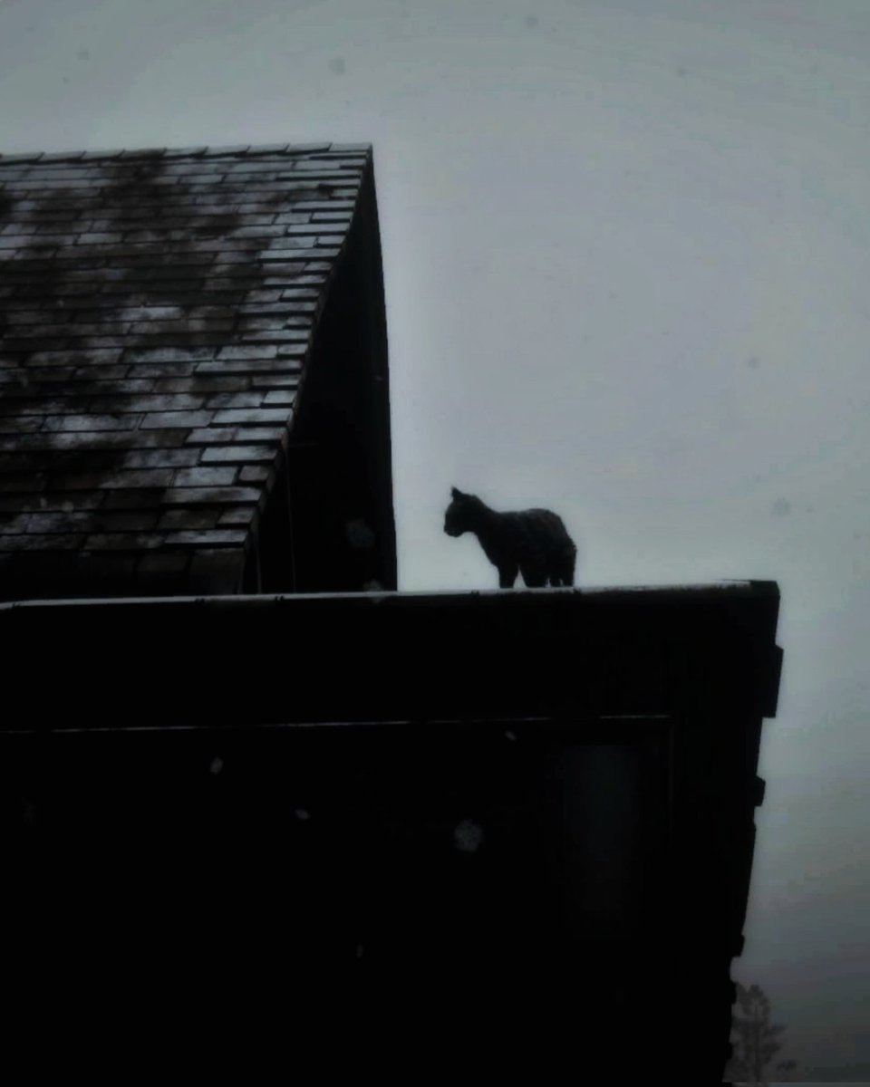 Ruth 🎮 tweet media