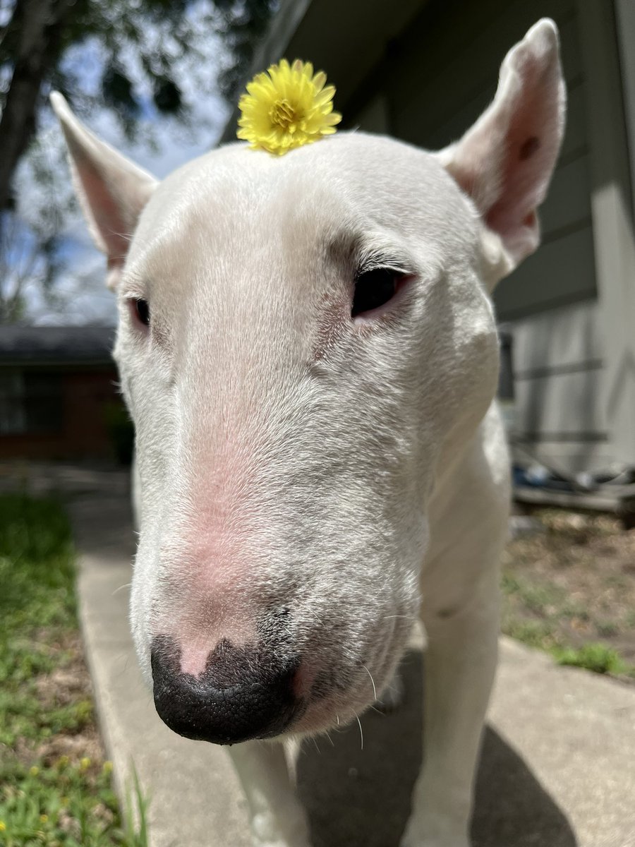 🐶 NELSON tweet media