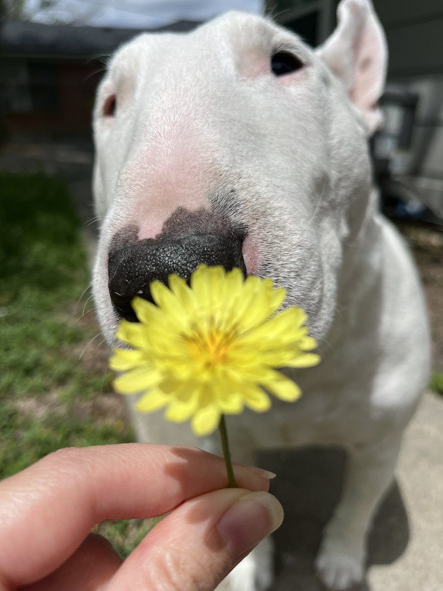 🐶 NELSON tweet media