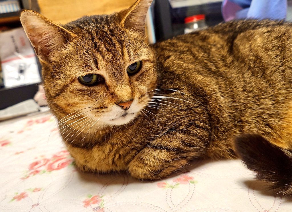 あいさんの旦那 tweet media