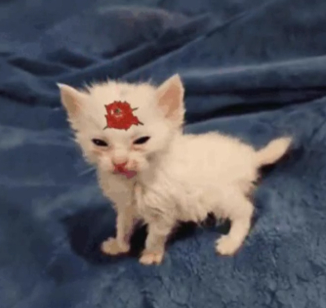 AK47real1 tweet media