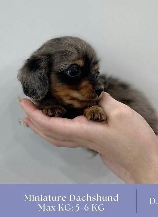 Observadora🐰🦦 tweet media