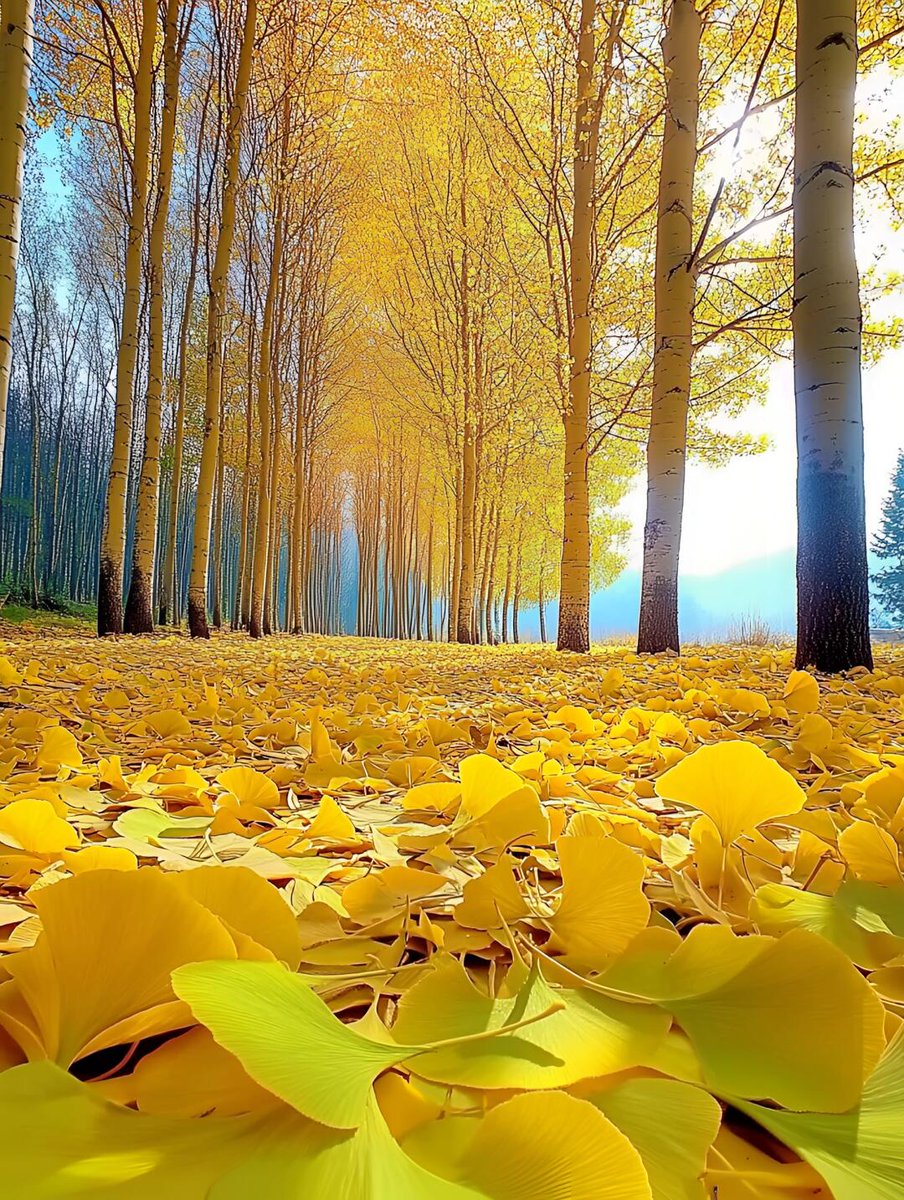 carole mittman tweet media