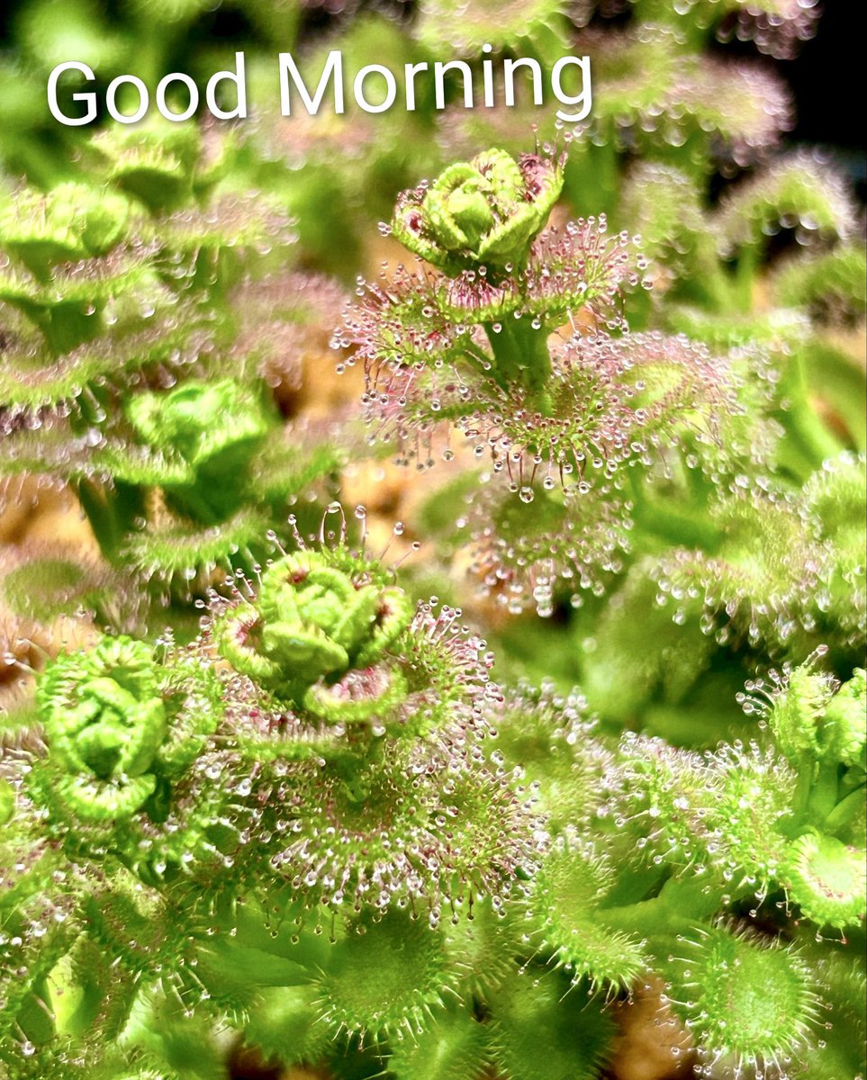 風我人 tweet media