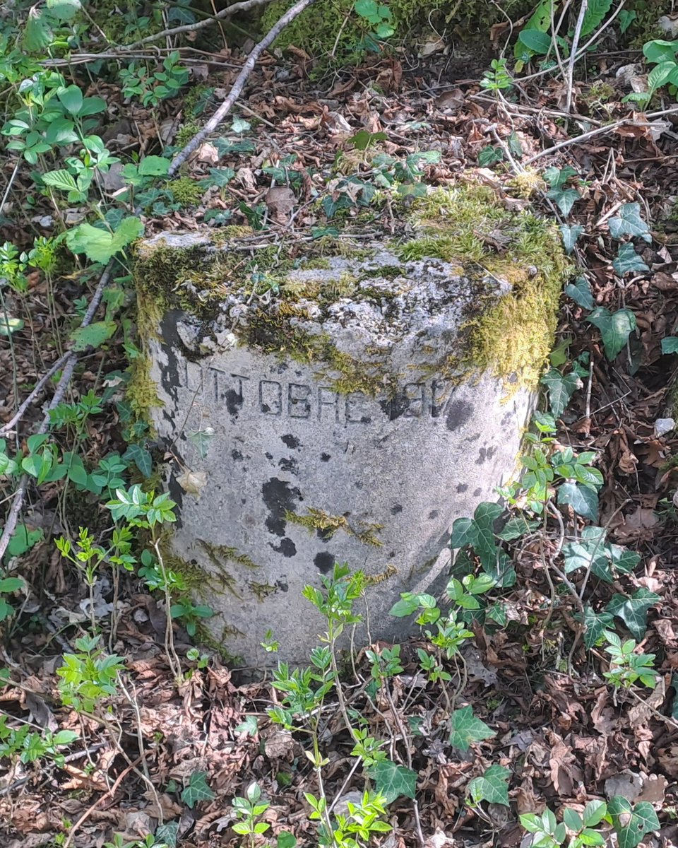 Roberto Bertoli tweet media