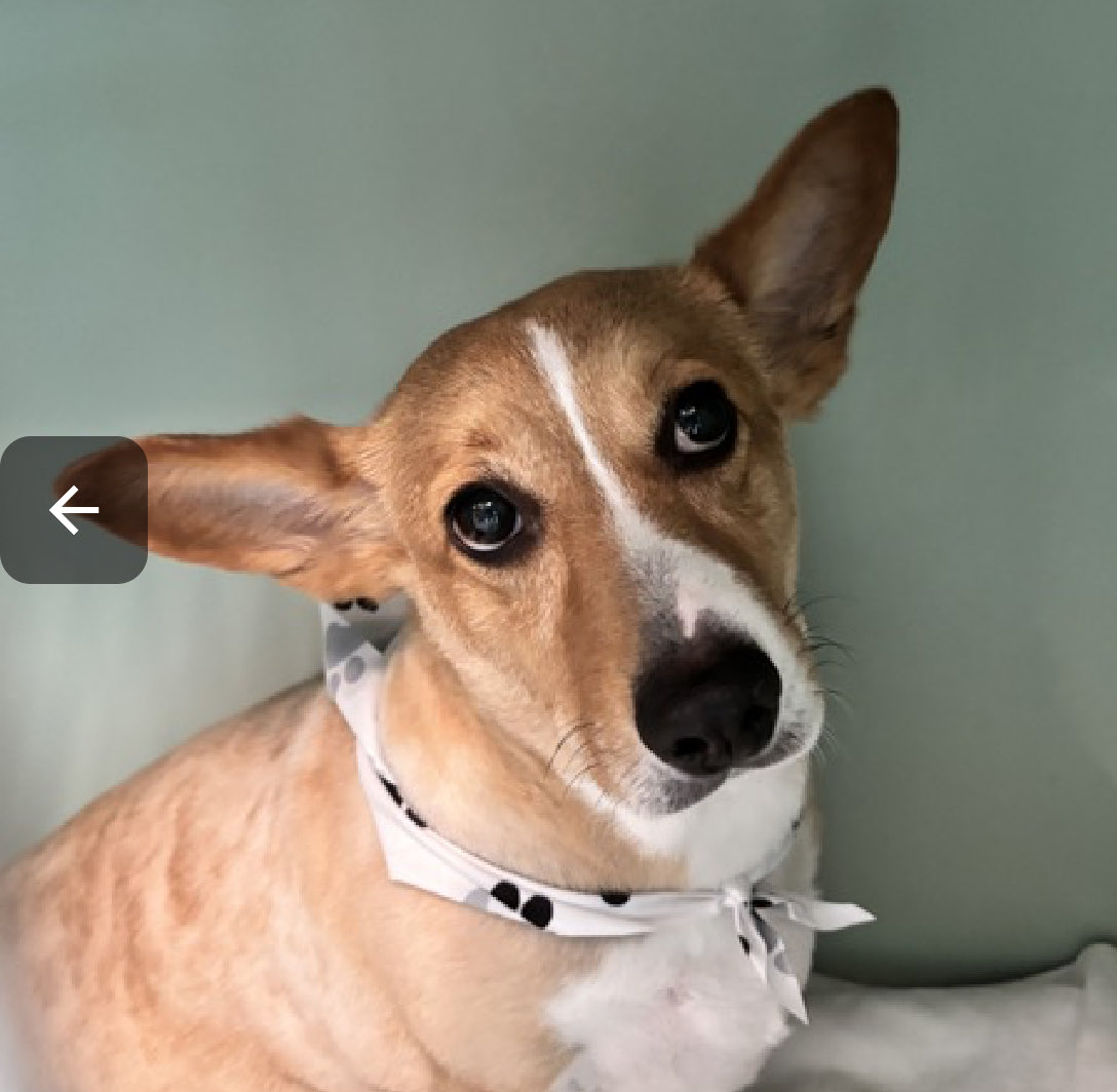 QuietSpirit 🐕 tweet media