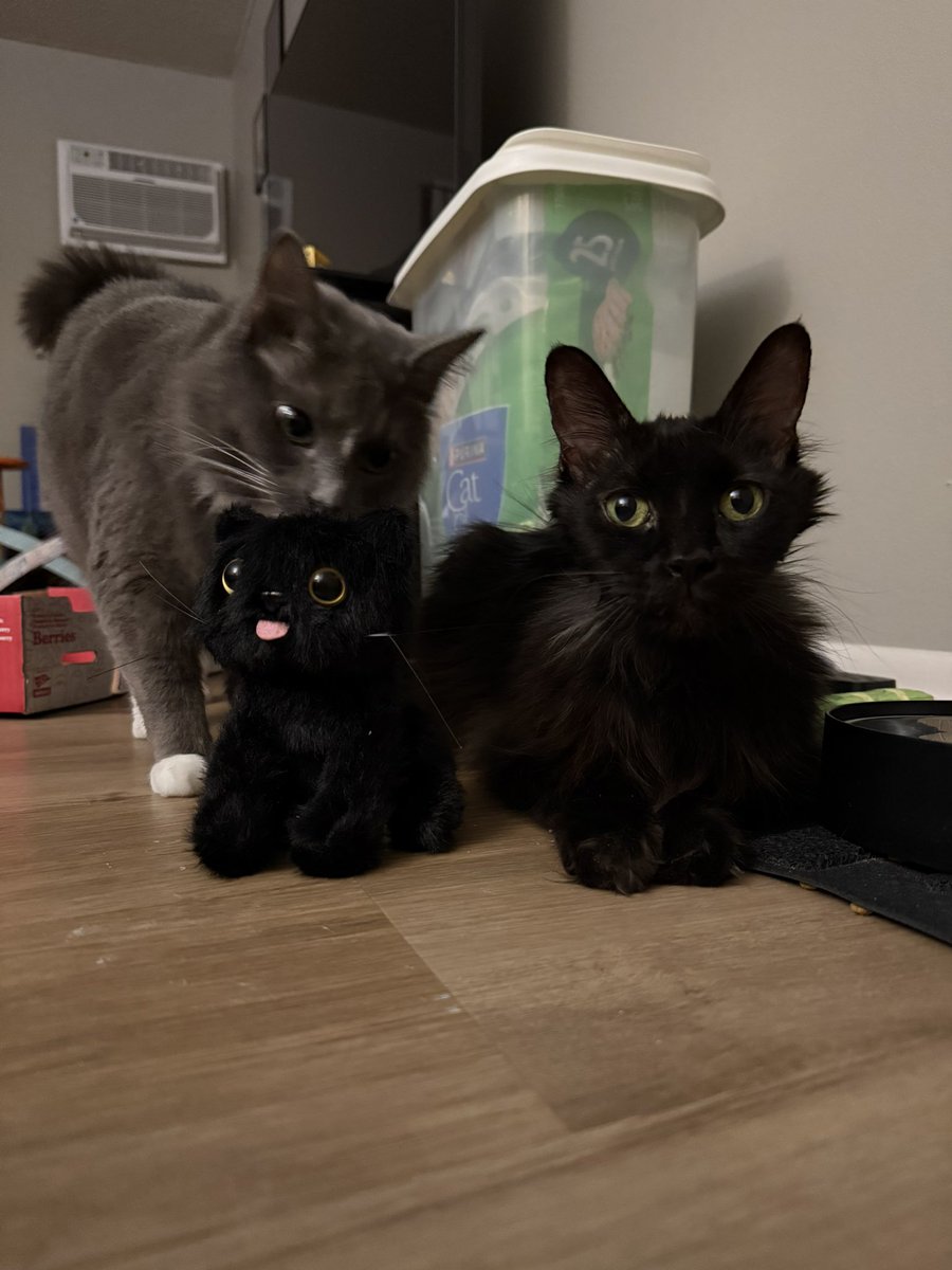 Merp_Betta's tweet photo. @brendancherie A little late, but my cats. I adore these two so much. FT baby corn plushie https://t.co/Qa0MVt095P