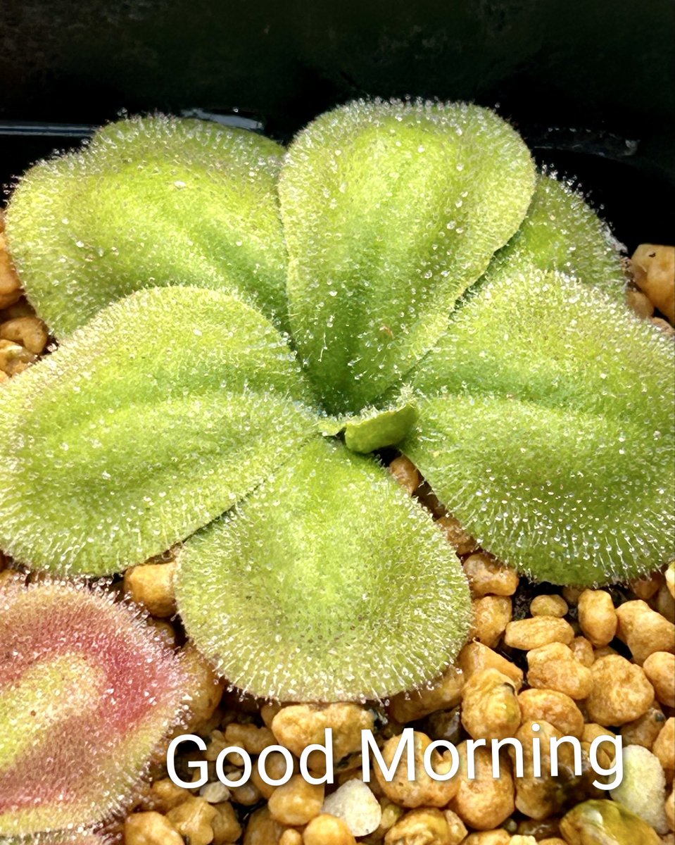 風我人 tweet media