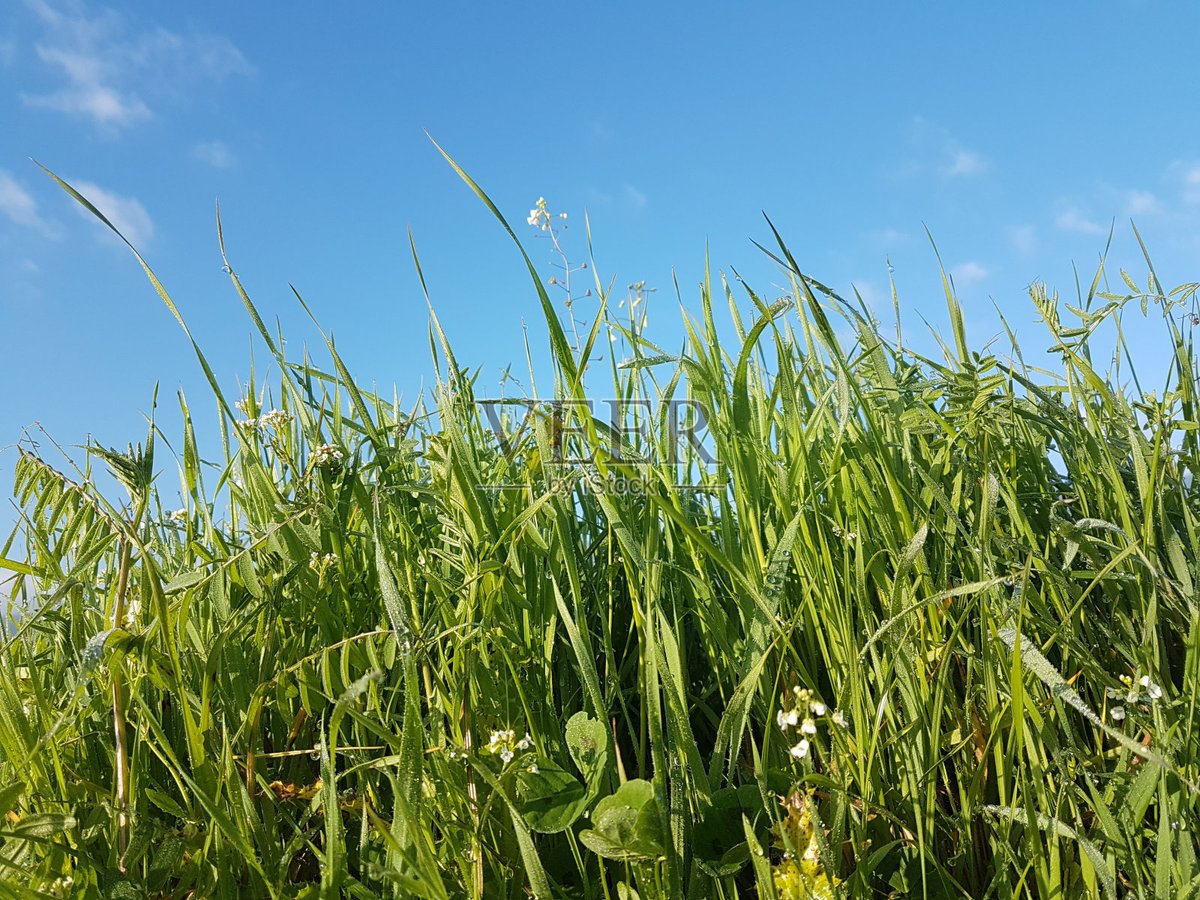 Nicco Bigelow tweet media