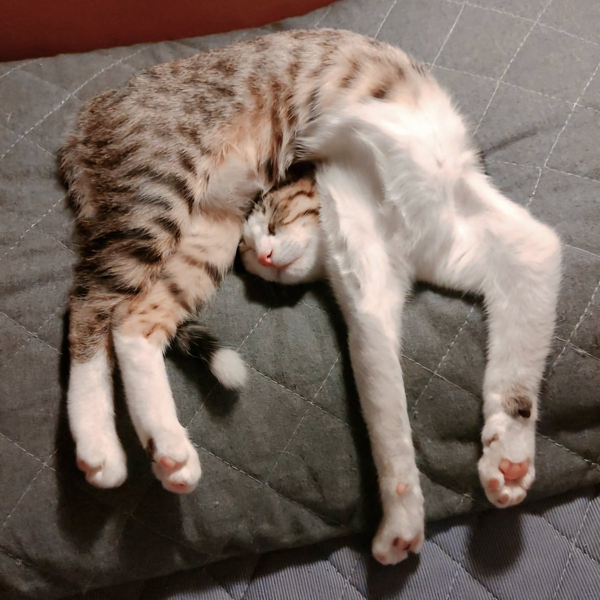 GuernseyJuliet's tweet image. Awkward dreams...

#GN #CatLovers 🐱🐈‍⬛🐈

@AlessandraCicc6 
@BrindusaB1 
@gherbitz 
@NadiaZanelli1 
@lagatta4739 
@DEOLINDAMA93701 
@Barbaga3Gaetano 
@Alessan52543255 
@GiuseppeTurrisi 
@mniyaya153 
@j_ferris221629 
@annamarylight 
@forbyrita