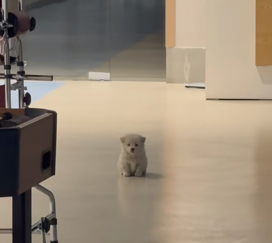 puppies (@retweetanimalss) on Twitter photo 