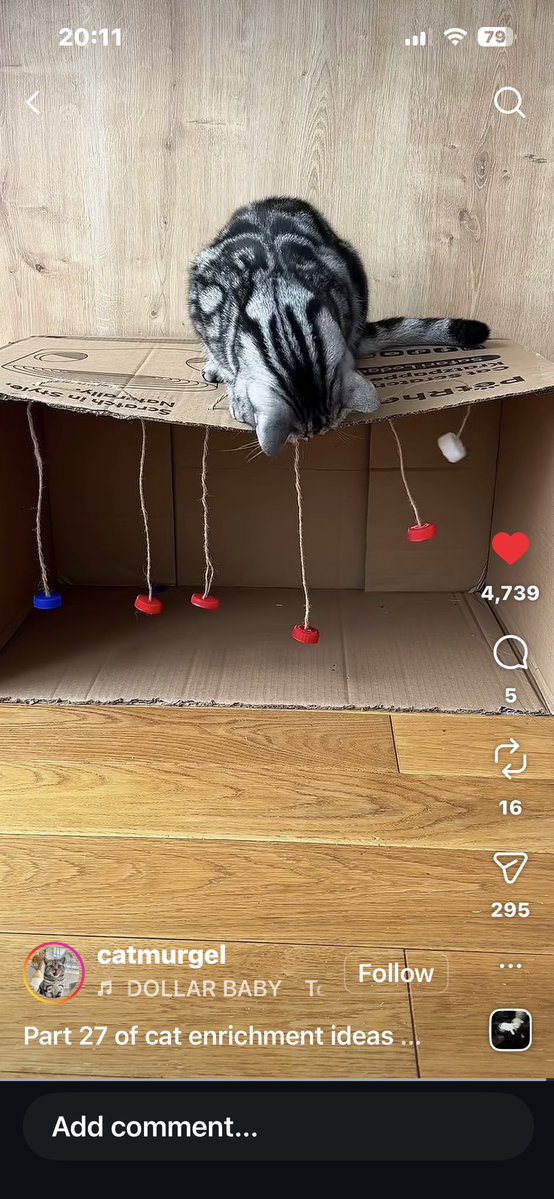 just a normal girl in a messed up world - gymtwt tweet media