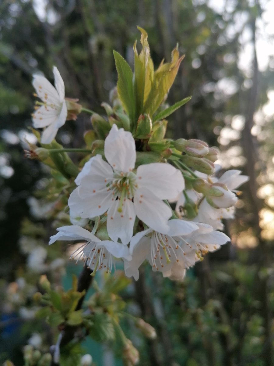 RMR Savage 🇵🇱🌱 Ⓥ tweet media