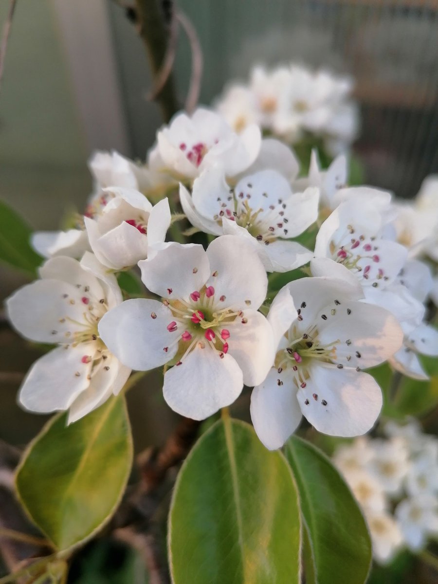 RMR Savage 🇵🇱🌱 Ⓥ tweet media