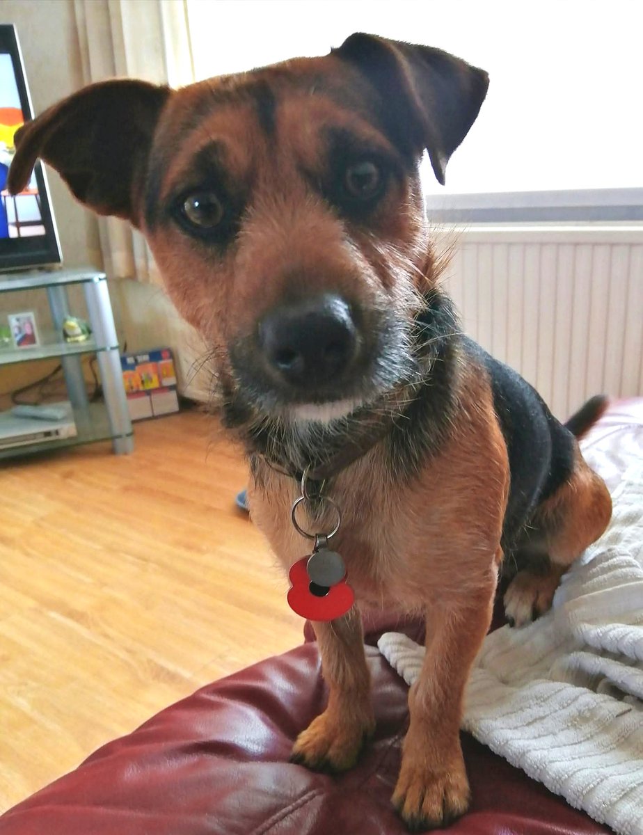 prouddevonian's tweet image. Having our debrief after today's walk 🐶😘 #DopeyDug #BestMate