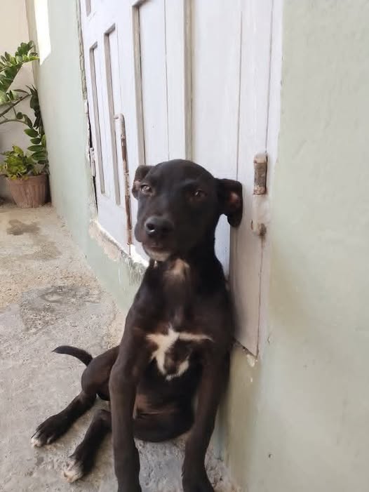 Carolina tweet media