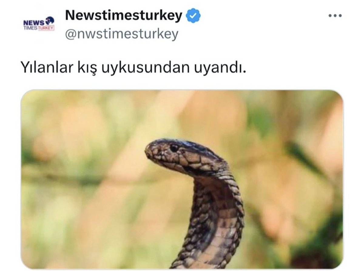 427serdenguz's tweet photo. YENGEM HABERLERE ÇIKMIŞ 
🐍🐍🐍 https://t.co/2nfIQkci99
