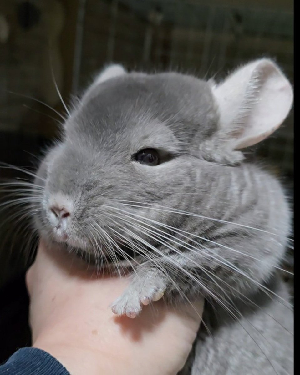 ふれっど tweet media