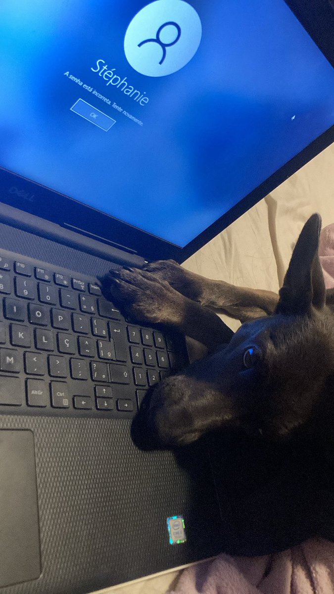 filezinho sassami tweet media