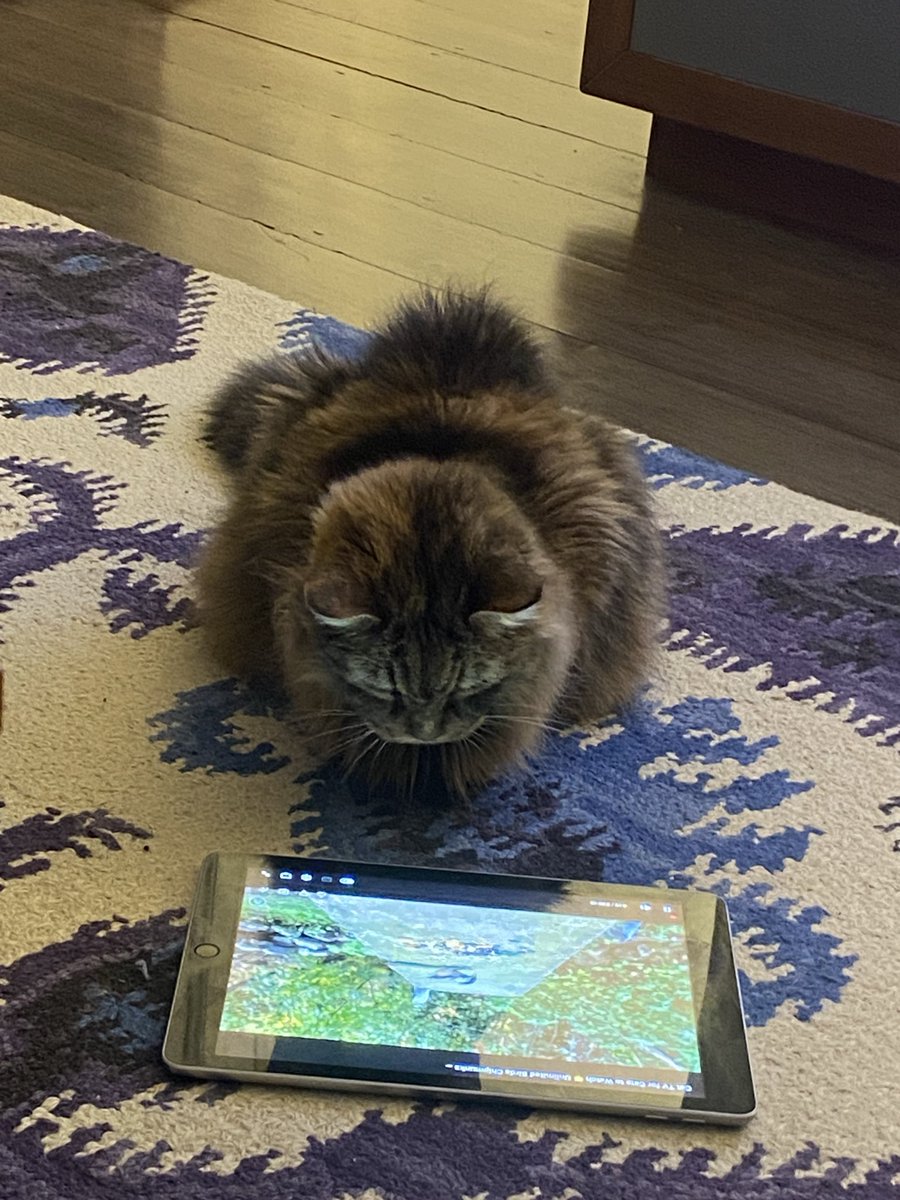 Fineaspect's tweet photo. Cats and their screens! The things I do to stop Bez from scratching the sofa. https://t.co/SMWoIqApNA