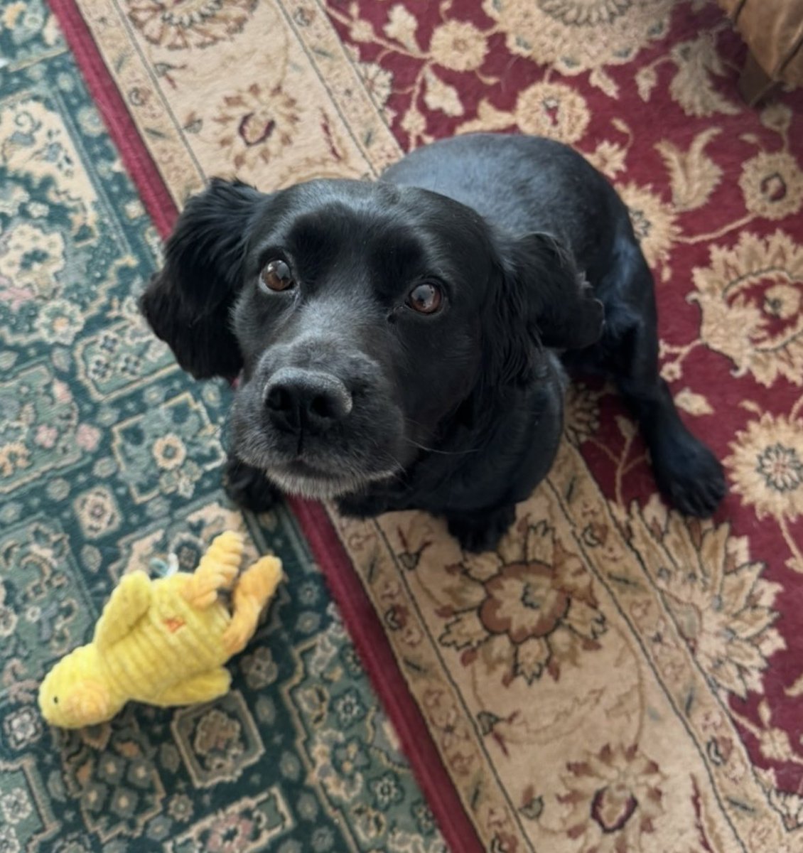 Rosie Doc tweet media