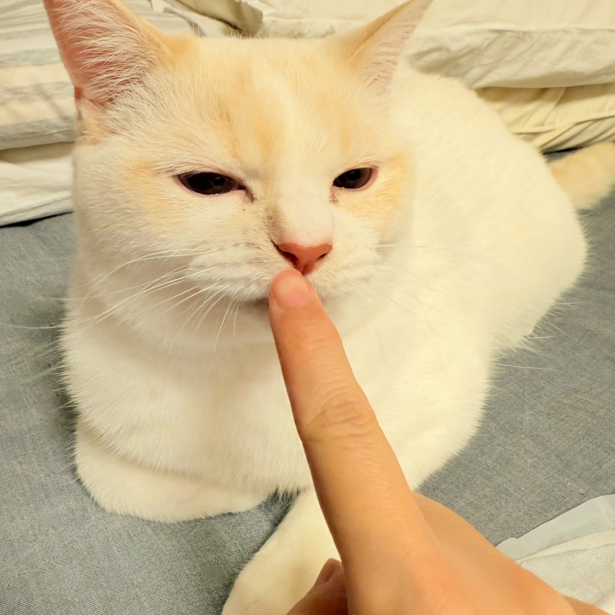 sinba🌊🎴 tweet media