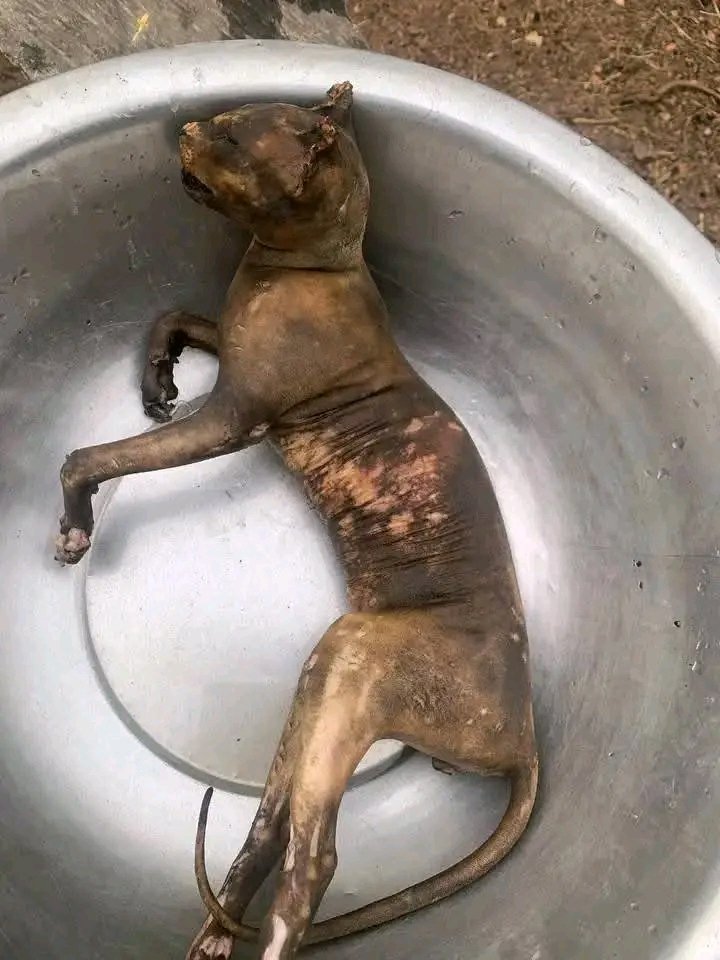 Amzat Ismail Ademola tweet media