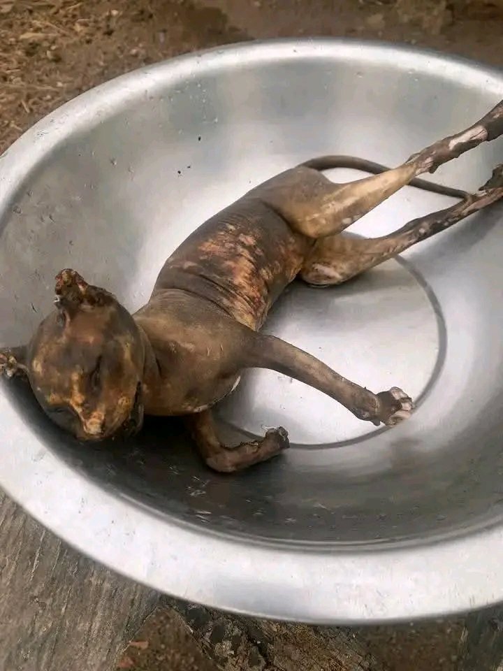 Amzat Ismail Ademola tweet media