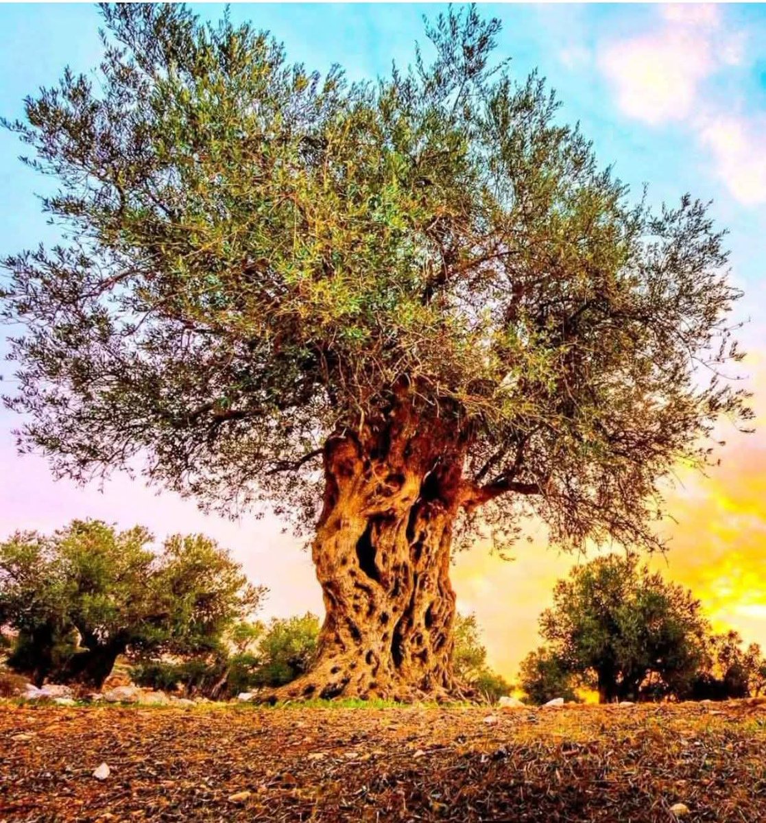 Zeytin ağaçları kutsaldır.
TÜM RADYASYONLARI engelleyebilen tek ağaçlar onlar.
Frekansın güçü ne olursa olsun.
Zeytin ağacı radyasyon için geçilmez bir duvardır.
Ağaç HER ŞEYİ etkisiz hale getirir.