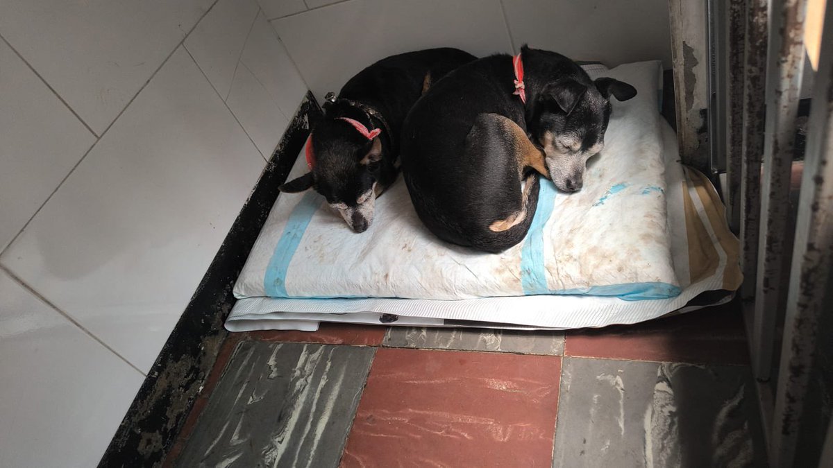 Ivonne 🎶🐾 tweet media