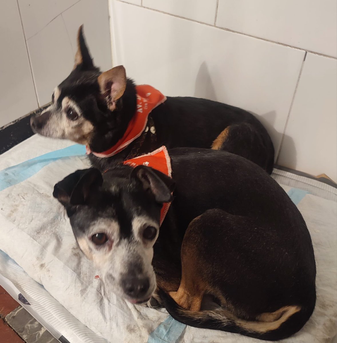 Vengo a contarles una triste historia, a estos perritos los llevaron a bañar y los dejaron abandonados en una veterinaria en Kennedy🤬 están muy tristes y buscan hogar que los adopte a los 2 😢🥺Info: 3237378943 Ayuda a DIF <a href="/MONYRODRIGUEZOF/">MÓNICA RODRÍGUEZ 🐤</a> <a href="/Osli2025/">Adri 🐈🐕🐑🫏</a> <a href="/MilooFrio/">Milo</a> <a href="/andreanimalidad/">Andrea Padilla Villarraga 🪽🐾</a>