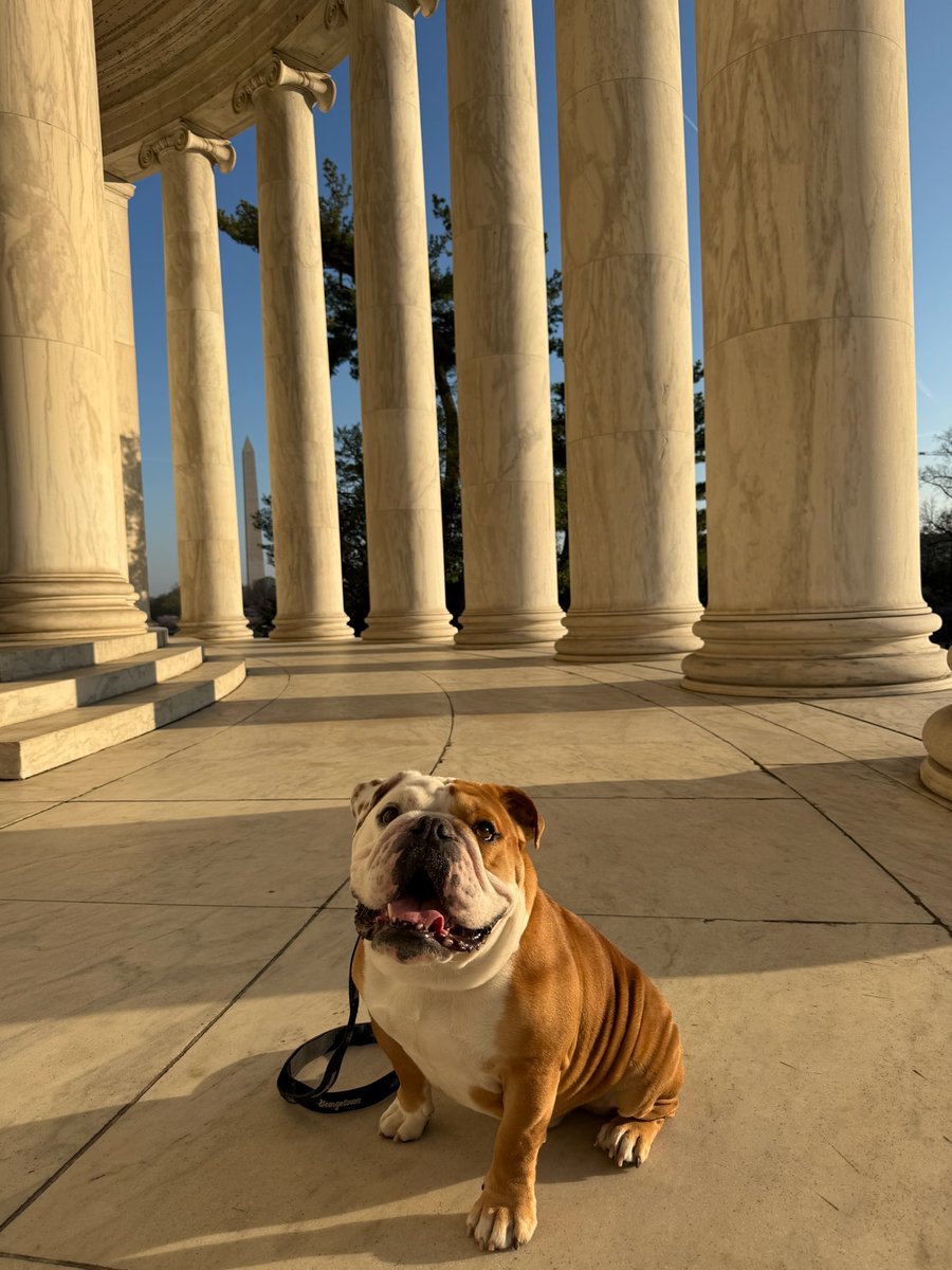 Jack the Bulldog tweet media