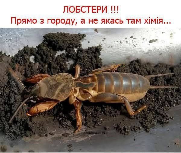 Вужик🐍 tweet media