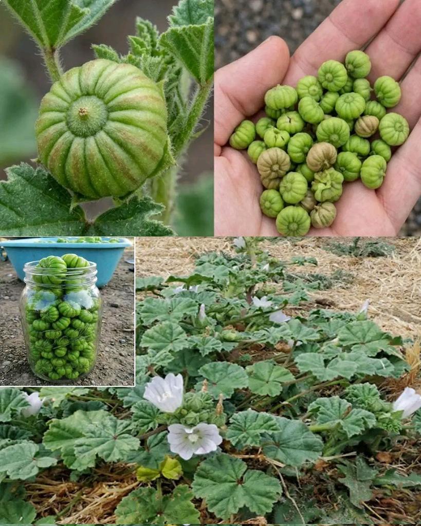 Herbalisque tweet media