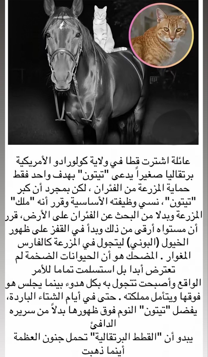 الأديب السعودي عز tweet media