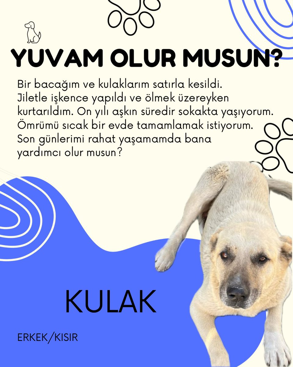 KOÜ Doğa ve Hayvan Dostları Kulübü 🐾 tweet media